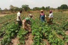 Field assessment