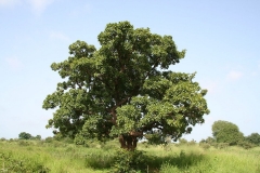 Natural resource management