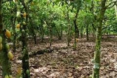 Sustainable cocoa