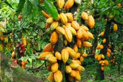 Cocoa agroforestry