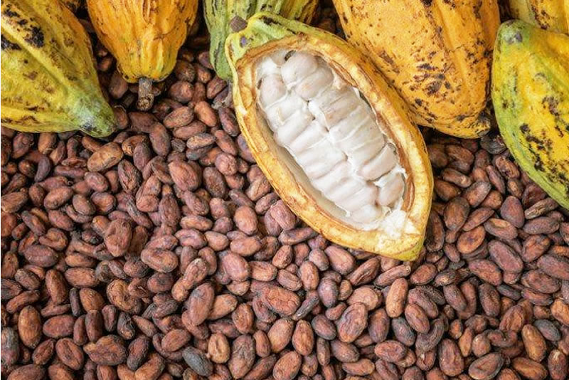 Cocoa certification