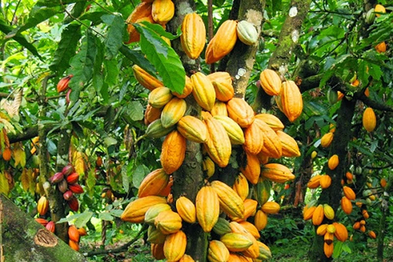 Launching the cocoa management scheme