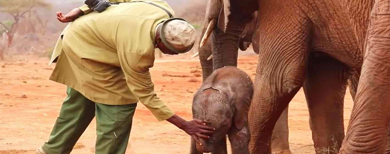 Elephant conservation