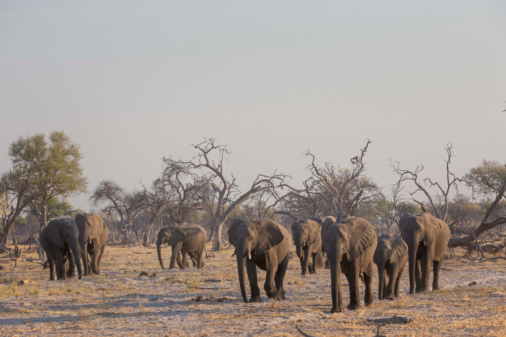 Elephants in the savanna