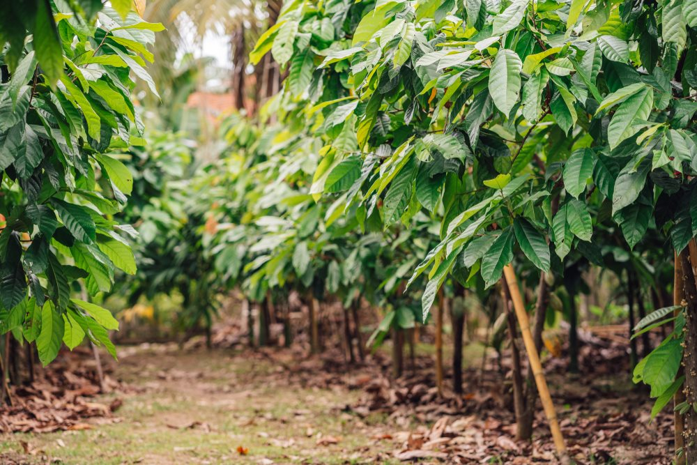 Cocoa farm in the Kakum enclave