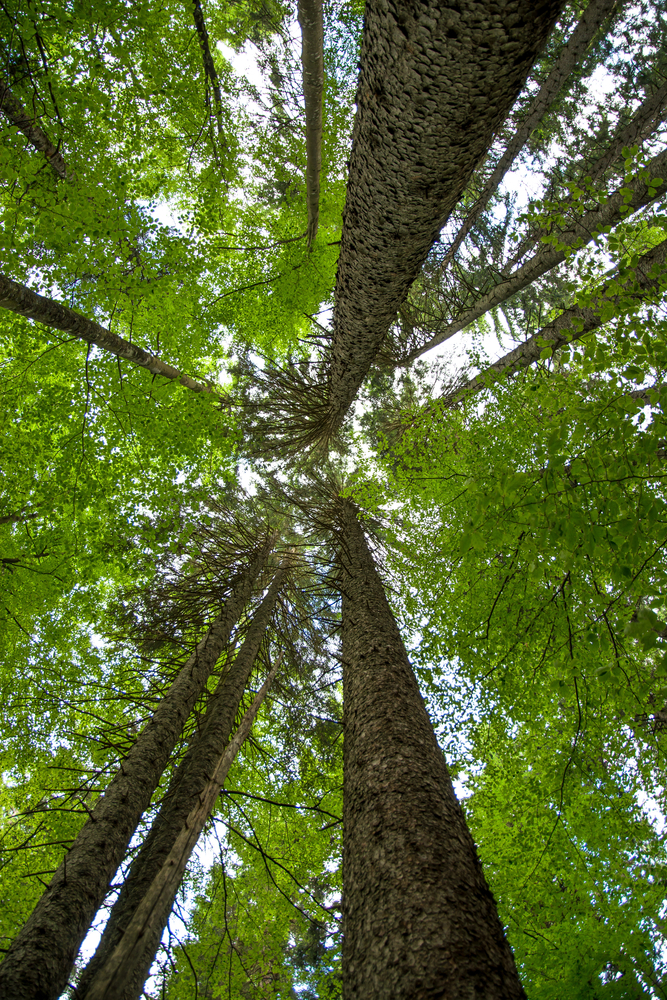 Forest canopy