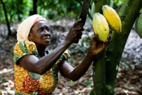Certified sustainable cocoa